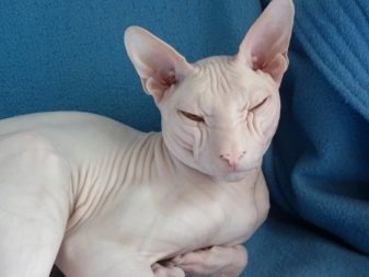 Кошки породы сфинкс с шерстью фото