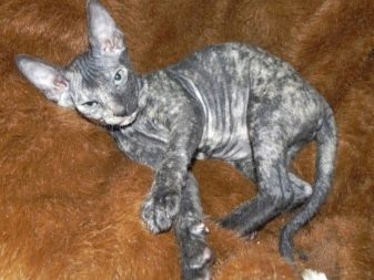Сфинкс немного с шерстью порода кошек