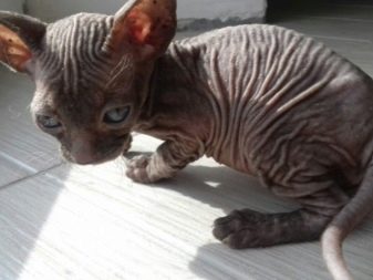 Порода кошки сфинкс с шерстью