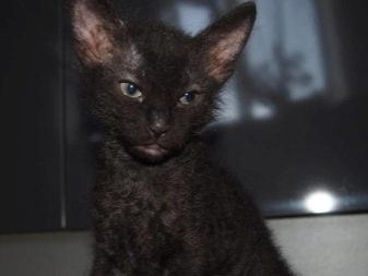 Фото кошки породы сфинкс с шерстью фото