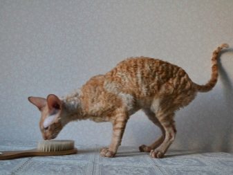 Шерсть породы кошек рекс