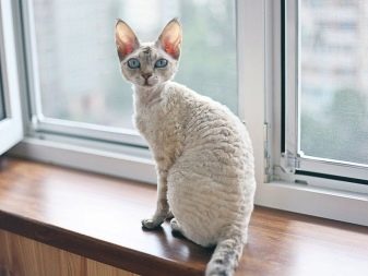 Лысая кошка породы рекс