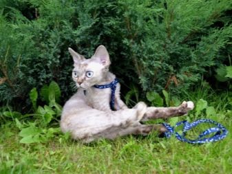 Рекс кошка описание породы и характера