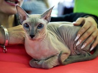 Кошка которая без шерсти порода ее фото