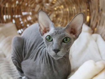 Лысые породы кошек в мире