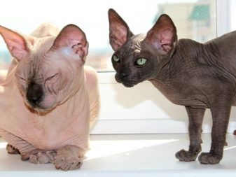 Лысые породы кошек в мире