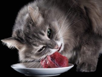 Как чередовать корм для кошек