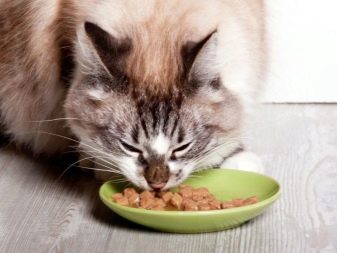 Совмещение кормов для кошек