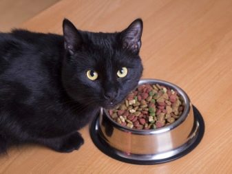 Можно ли смешивать сухой корм и желе для кошек