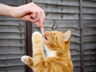 Можно ли кормить кошку только сухими кормами