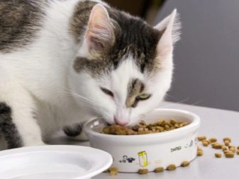 Можно кормить кошку сухими кормами