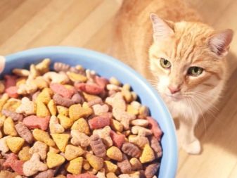 Кошки едят только сухой корм