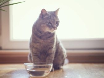 Котенок у кошки ест сухой корм