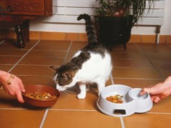 Кошка любит сухой корм
