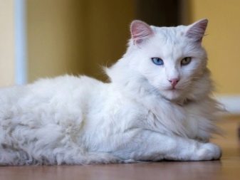 Что за порода кошек белая ангорка