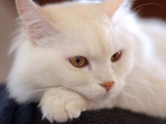 Турецкая порода кошек белого цвета
