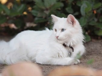 Порода кошки турецкая белая