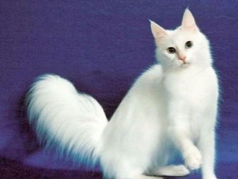 Что за порода кошек белая ангорка