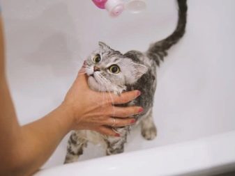 Британская порода кошек окрас вискас фото thumbnail