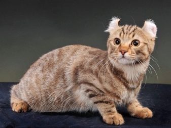 Породы кошек американская кошка