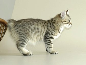 Порода кошки американский гладкошерстный фото