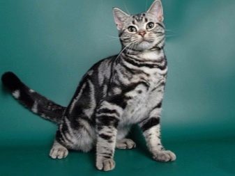 Американская кошка фото и названия их пород