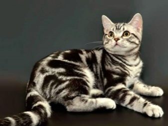 Картинки кошки американской породы