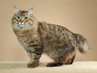 Все породы американских кошек с фотографиями