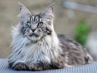 Мейкун кошка окрас породы