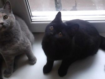Черная кошка породы британец фото thumbnail