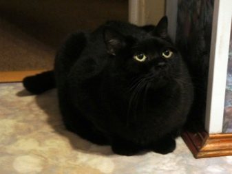 Британская порода кошки с черным окрасом