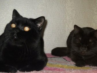 Черная британская кошка особенности породы