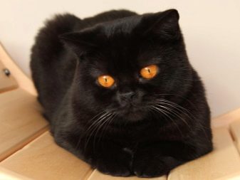 Кошки британской породы черного цвета