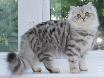 Британская порода кошек характер и что любят
