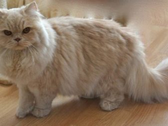 Характер породы британской кошки
