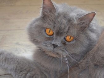 Порода кошек характер британцев