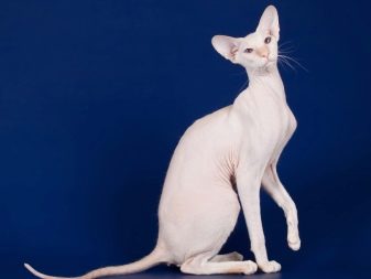 Петерболд (52 фото): особенности кошек породы петербургский сфинкс, описание характера котов и котят. Сколько лет они живут?