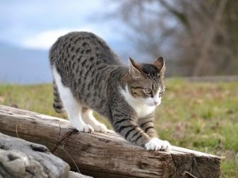 Серые полосатые кошки описание породы
