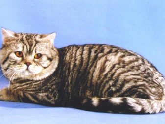 Полосатая кошка описание породы