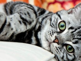 Порода серых полосатых кошек фото и название