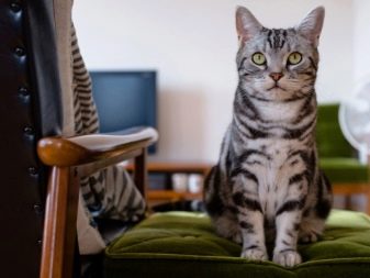 Светлая кошка с серыми полосками что за порода