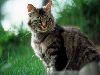 Полосатый окрас кошки порода фото