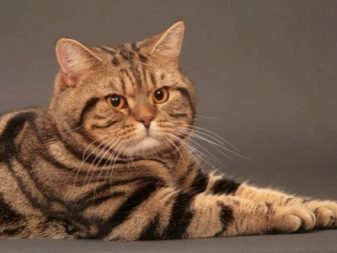 Полосатые кошки фото порода дворовые
