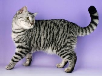 Порода кошки серый цвет с полосками