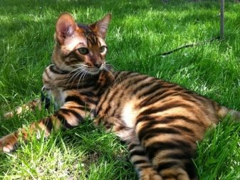 Что за порода кошка с окрасом тигра