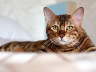 Порода кошки с тигриным окрасом