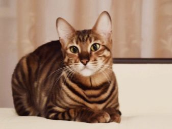 Что за порода кошек с окрасом тигра