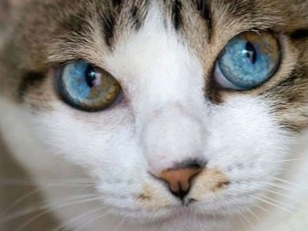 Как называется порода кошки с разным цветом глаз