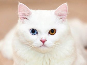 Порода кошек у которых разный цвет глаз