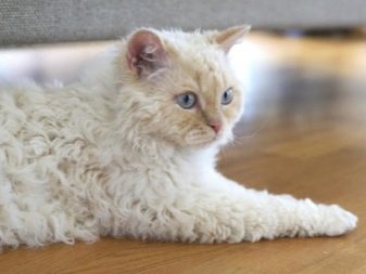 Порода кошки с кудрявой шерстью порода